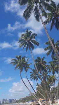 coqueiros e mar azul na praia de ponta verde em macei&oacute;, alagoas