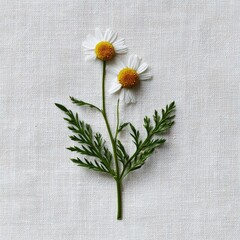 Two delicate chamomile flowers on a linen backdrop