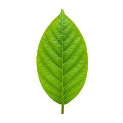Obraz premium Vibrant green leaf with detailed veins and serrated edges, isolated on a white background for botanical and design use.