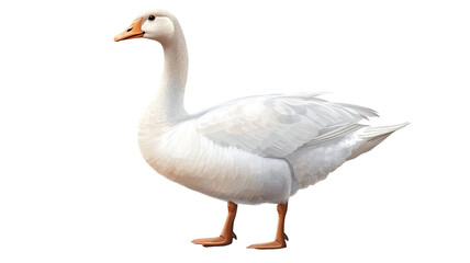 Fototapeta premium White goose farm bird waterfowl animal isolated on white background 