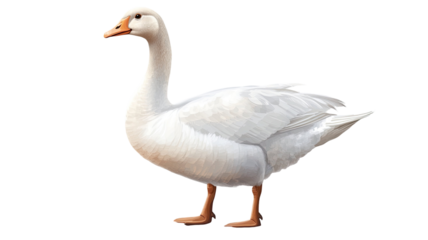 White goose farm bird waterfowl animal isolated on white background
