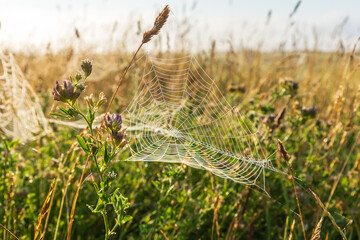 Ein Spinnennetz auf ein Wiese