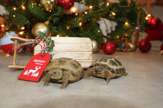 Tortoise at a christmas tree with gifts