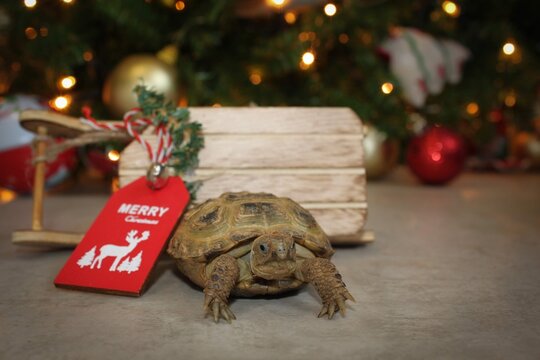 Tortoise at a christmas tree with gifts