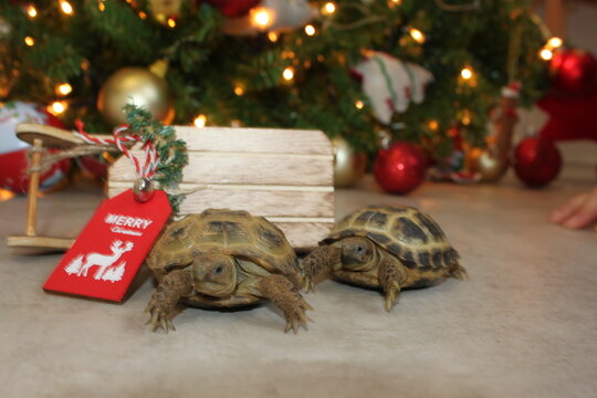 Tortoise at a christmas tree with gifts