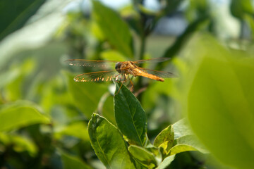 Libellula su su una foglia 