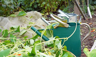 Closeup of a two new metal watering cans amongst plant debris after cutting back,  Derbyshire England
