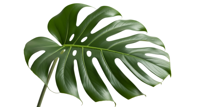Large Monstera Deliciosa Leaf Tropical Green Transparent Background - Powered by Adobe