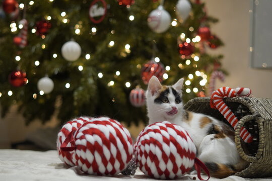 Cat near a christmas tree and gifts