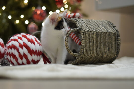 Cat with christmas gifts