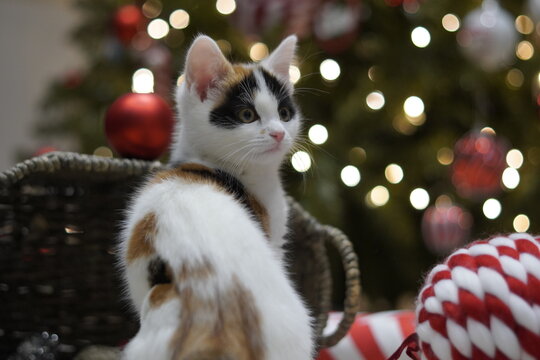 cat and christmas tree