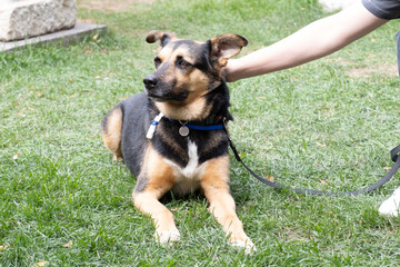 A dog festival in a Moscow city park. Shelters brought pets for adoption. A mixed-breed dog with black and brown fur sits on the grass, being petted by a person.