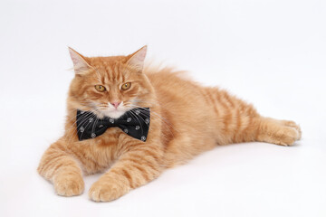Ginger cat lying in black bow tie on white background, elegant pet portrait, concept of luxury, celebration, love, humor, animal charm.
