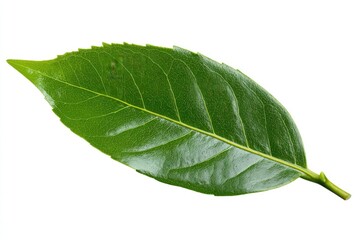 Obraz premium Close-up of a vibrant green leaf, sharply focused against a plain white background