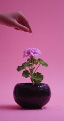 A hand gently waters a small, delicate pink geranium in a dark, heart-shaped pot against a vibrant pink backdrop