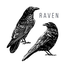 Raven,  engraving, hand drawn vector illustration, monochrome