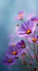 Fototapeta premium Delicate purple cosmos flowers against a soft, pastel blue background
