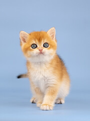 British golden chinchilla, ginger kitten on a blue background. Studio shooting