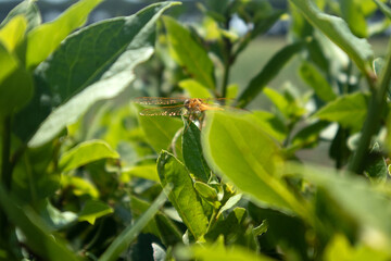 Libellula su su una foglia 