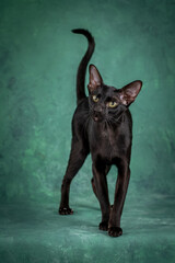A beautiful black cat of the Oriental breed. Cat watches closely, studio shooting