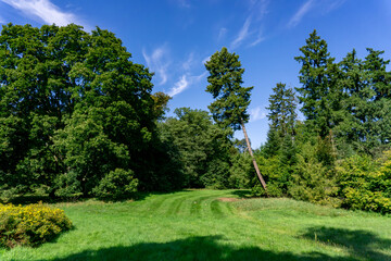 Green meadow with trimmed grass surrounded by tall deciduous and coniferous trees, under a blue sky with light clouds