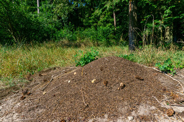 Large anthill in a coniferous forest, built from needles, twigs, and cones, surrounded by tall grass and trees.