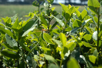 Libellula su su una foglia 