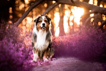 Australian Shepherd in the forest in the heather and at sunset	