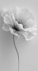 Elegant monochrome poppy in studio setting.  Delicate, light gray flower with a slender stem, against a simple light gray background.  Soft, almost ethereal, aesthetic