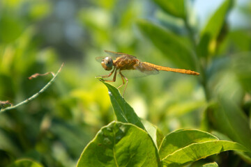 Libellula su su una foglia 