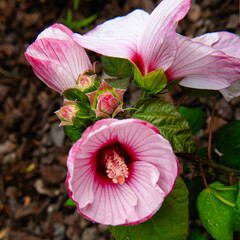 Hibiscusblüten - Close up © Thomas