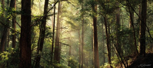 Obraz premium Sunlight filters through a dense forest (2)