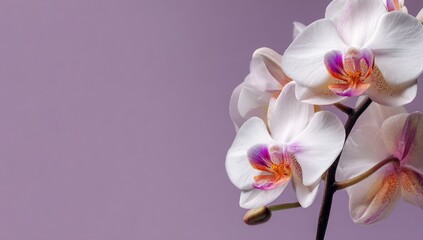 Fototapeta premium Close-up of delicate white orchids with hints of pink and orange, against a soft lavender background
