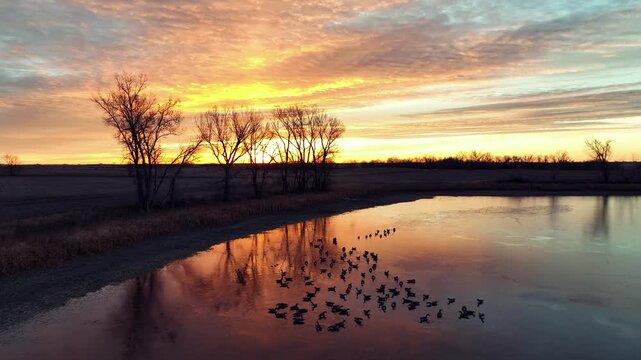 Aerial drone view of lake with ducks, trees, and fields in Oregon USA at sunset