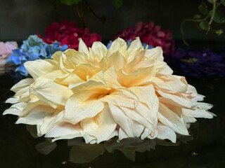 Fototapety na wymiar - Fototapeta24.pl