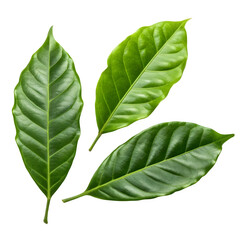 Obraz premium Vibrant Green Coffee Leaves Premium Quality Botanicals