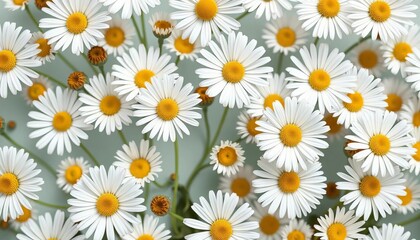 Serene minimalist daisy pattern, fresh and clean aesthetic, perfect for backgrounds, pattern, delicate