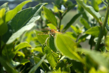 Libellula su su una foglia 