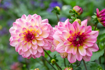 Fototapeta premium Delicate pink dahlia on a background of summer greenery. Perennial plants, gardening.