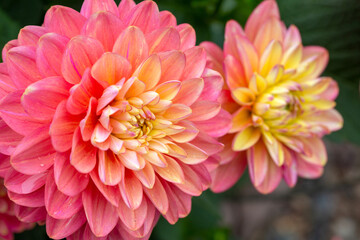 Fototapeta premium Gorgeous pink dahlias. Gardening, perennial flowers. Floral background.