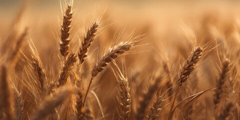 Fototapeta premium The golden wheat fields basking in warm sunlight during harvest season.