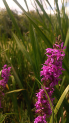 Pink flowers on a green grass background