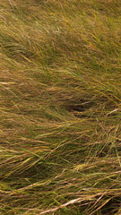 Top view of field grass background