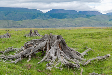 A dried pine stump in a wide floodplain of a mountain river