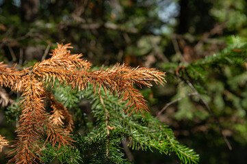 A dried spruce branch with yellowed needles