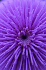 Close-up of Vibrant Purple Flower Petals