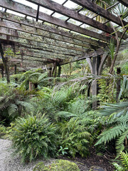 Naklejka premium Lush fern garden under wooden pergola in tropical greenhouse setting