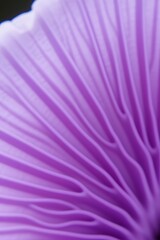 Obraz premium Abstract Purple Gills Texture