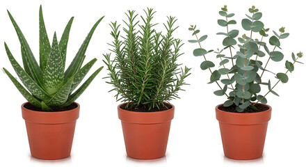 Potted Aloe, Rosemary, and Eucalyptus Plants. Ai generation