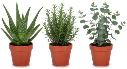 Potted Aloe, Rosemary, and Eucalyptus Plants. Ai generation